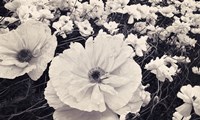 White Poppy Field Fine Art Print