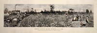 Picking Cotton in GA 1915 Fine Art Print