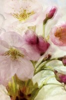 Pink Cherry Blossom Fine Art Print