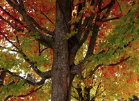 New England Autumn I Framed Print