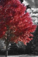 New England Autumn II Fine Art Print