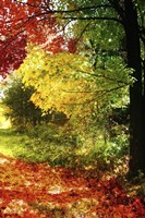 New England Autumn III Framed Print