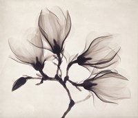 Whisper Magnolia Framed Print