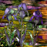 Sunset Irises Fine Art Print