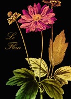 Anemone Japonica Framed Print