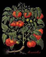 Tomates Framed Print