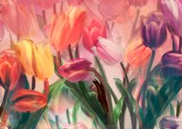 Tulip Flamenco Fine Art Print