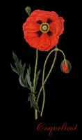 Coquelicot Fine Art Print