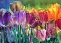 Tulip Farm Fine Art Print