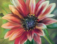 Sundrenched Fine Art Print