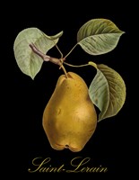 St. Lerain Pear Framed Print