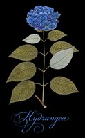 Hydrangea Fine Art Print