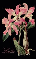 Laelia Fine Art Print