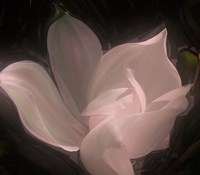 Magnolia Fine Art Print