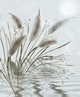 Mourning Willow Pond Fine Art Print