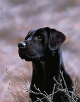 Black Lab Fine Art Print