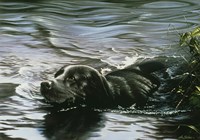 Black Lab Swimming Fine Art Print