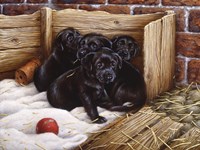 Black Lab Puppies Fine Art Print