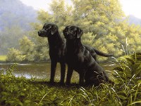 Alert Fine Art Print