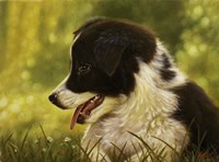 Border Collie Pup 2 Framed Print