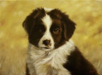 Border Collie Pup 1 Fine Art Print