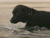 Wading Fine Art Print