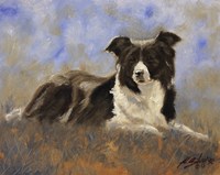 Collie Resting Fine Art Print