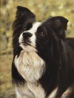 Border Collie 2 by John Silver - various sizes
