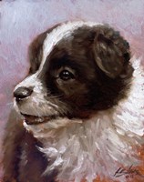 Border Collie 1 Fine Art Print