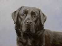 Black Lab 11 Fine Art Print