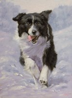 Border Collie 3 Fine Art Print