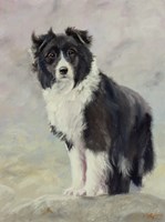 Border Collie 4 Fine Art Print