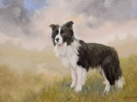 Border Collie 5 Fine Art Print