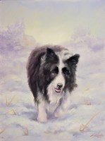 Border Collie 6 Fine Art Print