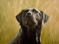 Black Lab 12 Fine Art Print