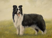Border Collie 7 Fine Art Print