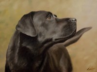 Black Lab 13 Fine Art Print