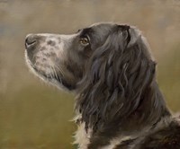 Spaniel Fine Art Print