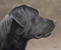 Black Lab 14 Fine Art Print