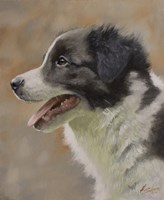 Border Collie 9 Fine Art Print