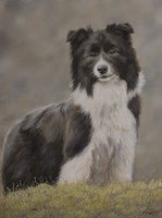 Border Collie 10 Fine Art Print