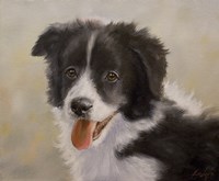 Border Collie 11 Fine Art Print