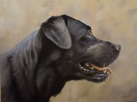 Black Lab 16 Fine Art Print