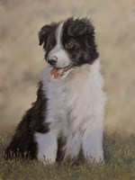 Border Collie 12 Fine Art Print