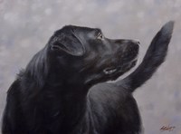 Black Lab 17 Fine Art Print