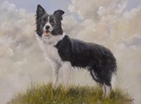 Border Collie 13 Fine Art Print
