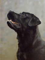 Black Lab 18 Fine Art Print