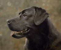 Black Lab 19 Fine Art Print