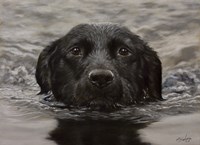 Black Lab 20 Fine Art Print