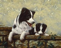 Border Collie 15 by John Silver - various sizes